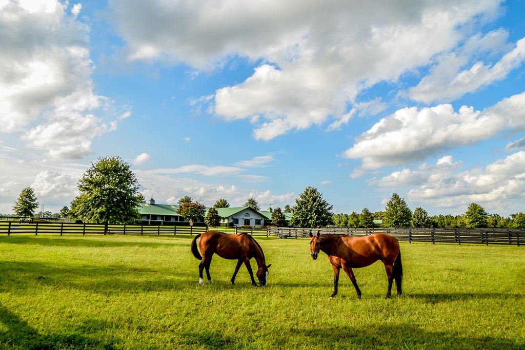 Sold 491 Burkelo Road, Wagener, SC 29164 5 Beds / 5 Full Baths / 1